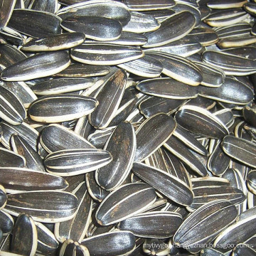 sunflower seeds with white stripe